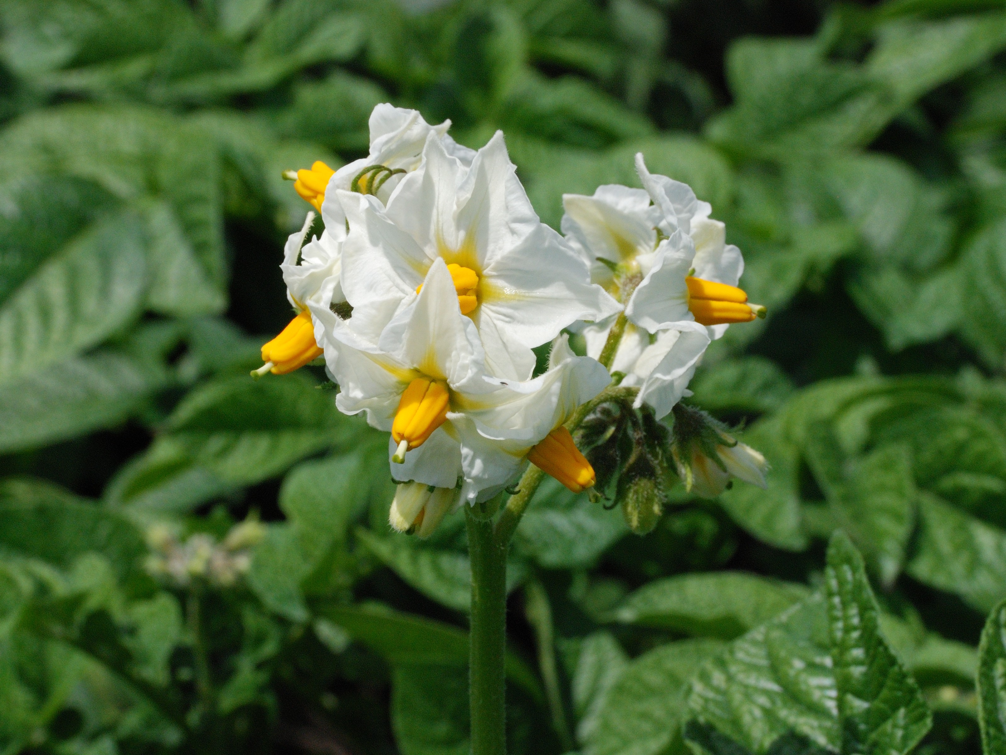 人気ダウンロード じゃがいも 花 咲かない じゃがいも 花 咲かない